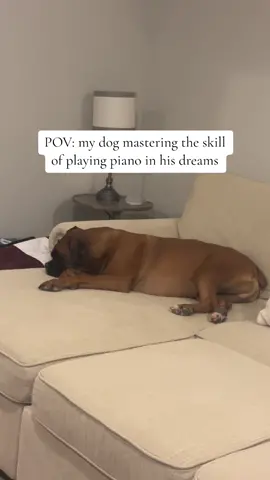 He may not have many skills but he has mastered playing the piano in his sleep 💭💤 #brunotheboxer #dog #boxersoftiktok #dogsoftiktok #winter #sleep #dream #piano #hotcrossbuns 