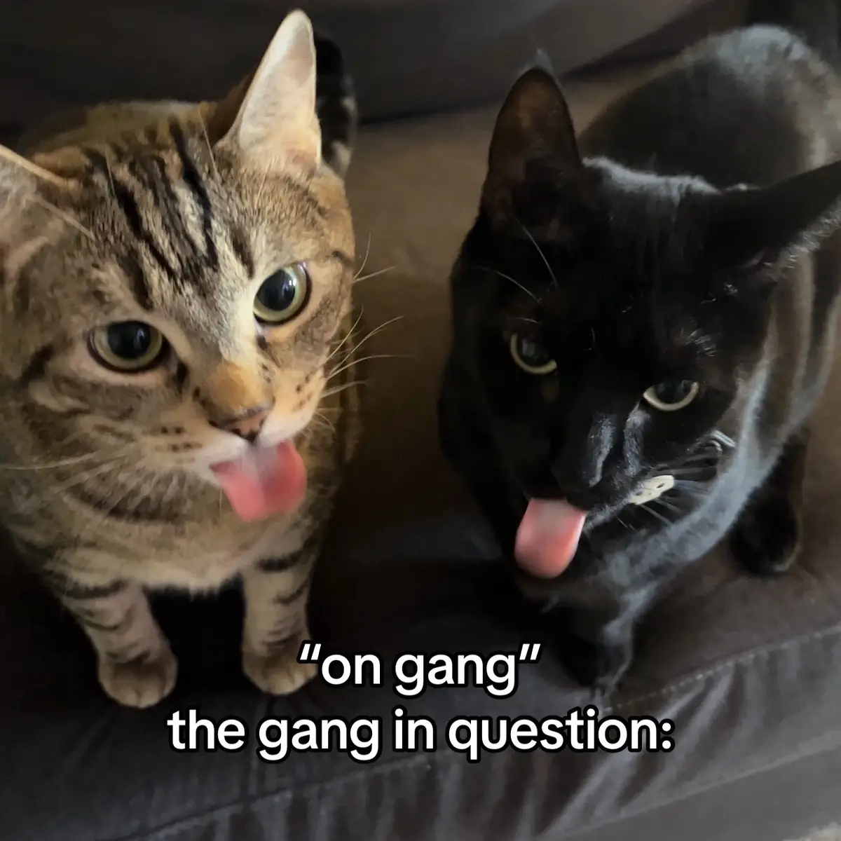 me n gang fr #catsoftiktok 