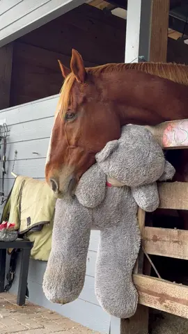 Just a horse and his #teddy. I love my Jeezy! #fyp #lordshipsfleet #horse #horses #horsesofinstagram #equestrian #horseriding #equine #pony #pferd #equestrianlife #horselove #dressage #horselover #instahorse #Love #cheval #showjumping #horselife #photography #nature #pferde #horseofinstagram #caballo #riding #horsebackriding #pferdeliebe #caballos #horsepower #horsephotography #instagram #cavalo 