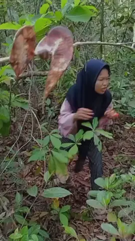 cari jamur d hutan belantara 😁#jamur #cendawan #jj #hutan #flora 