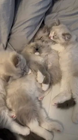 When Juice is napping, there is no waking him 