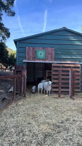 An afternoon at @Kindred Spirits Care Farm  with @PETA 🫶🏽🌱🤍 #thanksvegan #peta 