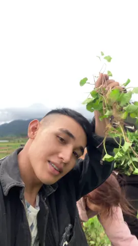 Rau mọc dại của người đồng bào Tiếng churu : iyăm siyă  Tiếng K’ho & Chill : Viep Cluôn Tiếng Việt: Lì khum biết 😂  #amthuc #raucu #lamdong #dulich 