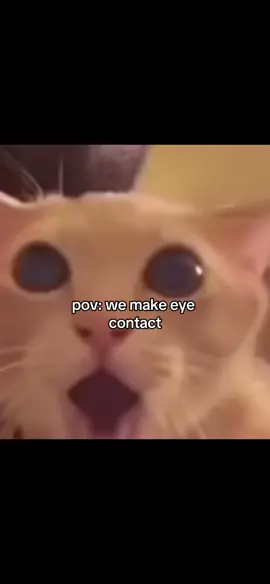 their just so pretty i can’t help it 😱 #fyp #foru #kitty #kittytok #capcut #cats #catmeme #shockedcat #foryou #meme #kittymeme #catcore #Love #crush #eyecontact 