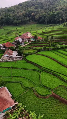 Aya ku wa'as kiyeu pilembur teh matak endah katingal na genah pisan  • • 📽️#bang_banz89  • • #suasanapedesaan #suasanadikampung #pesawahandipedesaan  #kabupatentasikmalaya 