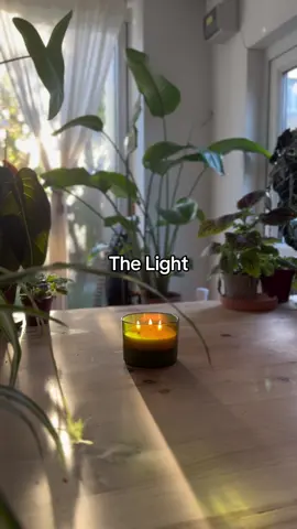 #thelight #plantsoftiktok #morningvibes