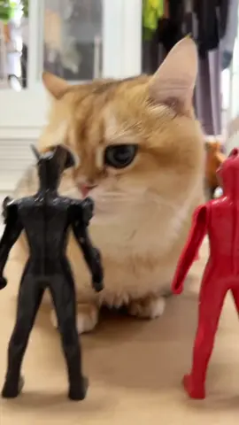 #cat #cute 