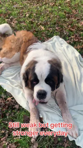 #brodiethesaint #saintbernard #dog #dogs #bigdog 