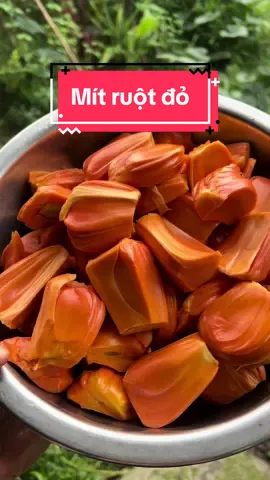 Ba trồng cây mít thái mà tới hồi chẻ ra đỏ ao hết hồn, ngon ko mít nào bằng.#CapCut #heosua1195 #nauancungtiktok #anngonmoingay #tiktok #mítruộtđỏ #mitindo 