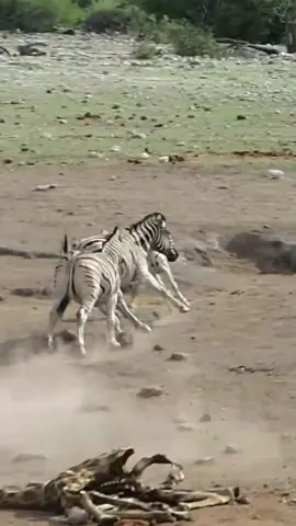 Mama zebra protege a su cria de un macho !! #zebra #animales #equinos #africa #savana #naturaleza #vidasalvaje #shortanimales