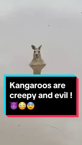 Kangaroos Are SCARY !!!😳😱 #fyp #creepy #kangaroos #scaryfacts #scaryvideos #creepmanoff #horrortok #LearnOnTikTok 