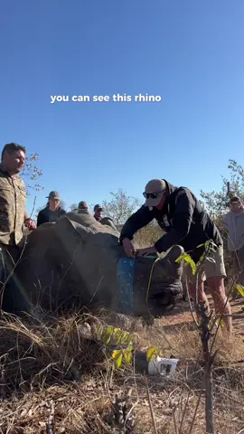 Replying to @stormyzi123 yes it does! Its made from Keratin like our finger/toenails.  The rhino is under anaesthetic but his eyes are covered and ears are blocked ro decrease stimuli. This process does not hurt the rhino but may prevent it from being killed for its horn. #rhinoconservation #wildlifeconservation 