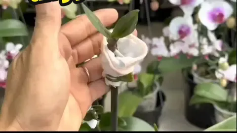 cara stek anggrek bulan/phalaenopsis orchid. Ada yang pernah coba?🌱😍 🎥 : flowers gardening #orchid #orchids #anggrek #phalaenoosis #anggrekbulan #stekanggrek #stekanggrekbulan 