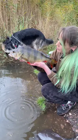 Keep telling myself im not that into perch fishing but its all i can think about lately😅  #fyp #fishing #fishingtips #fishinglife #fishingtiktoks #fishingislife #fishingvideos #perch #bigperch #girlswhofish #girlsfishing #girls