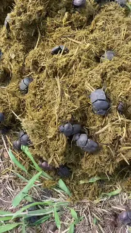 Up to 16000 individual dung beetles can occupy such a pile of elephant dung. #poop #elephant #isambanecamp #safari #beetle #wildlife