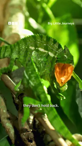 Chameleon rivalry runs deep 😨 #BigLittleJourneys #iPlayer #Animals #AnimalFight#Nature#Wildlife #Lizards#AnimalLife#Chameleons  #ChameleonFight