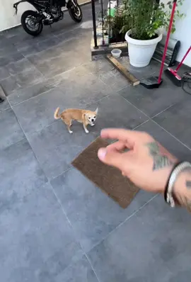 are you mad kuchi kuchi nikki 😂 #pet #foryou #PetsOfTikTok #fypシ #chihuahua #dog 