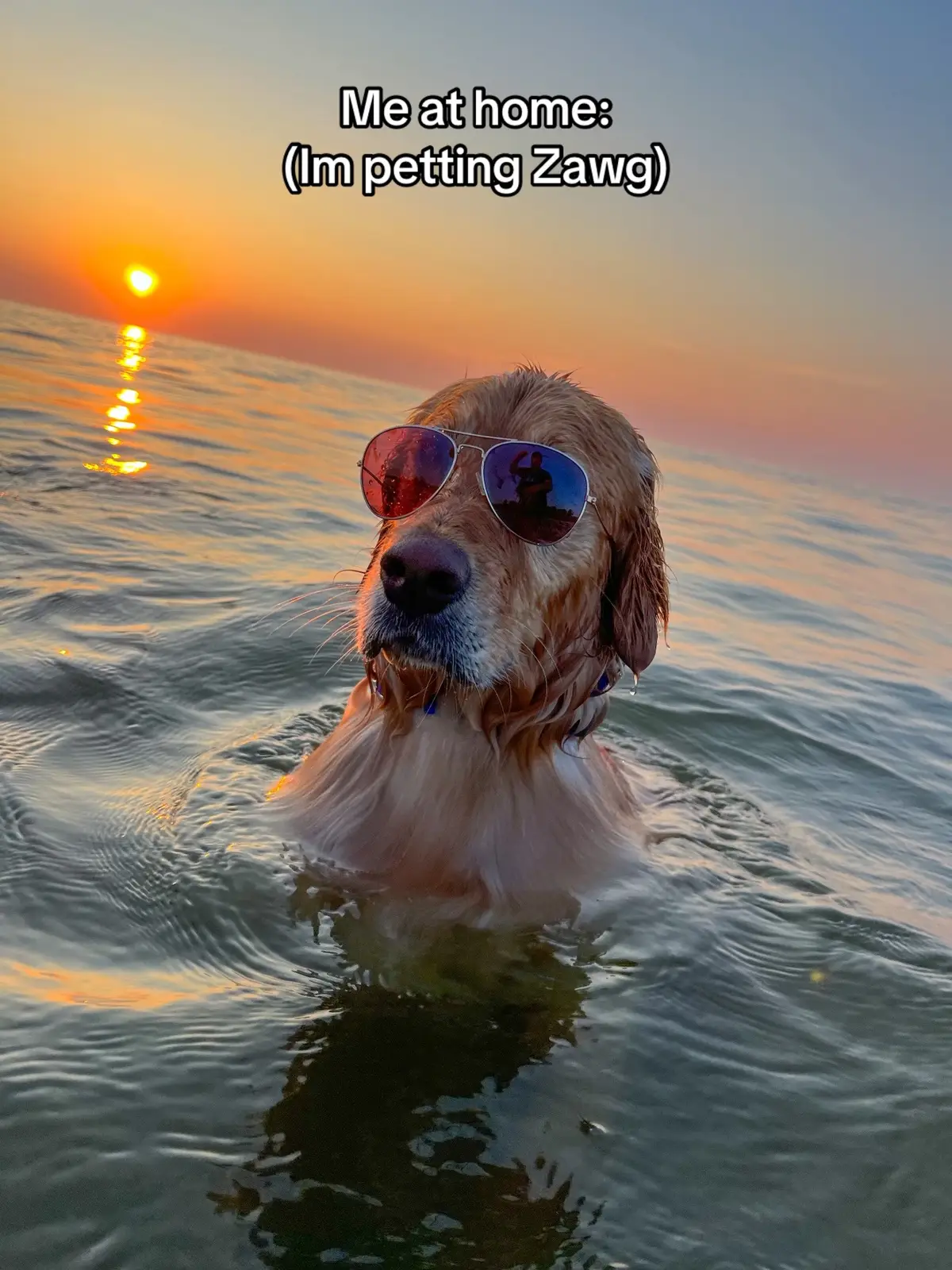 #goldenretriever #dogsoftiktok #viral #trend #relatable #trending #foryoupage #dog #fyp