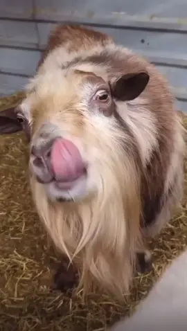 #papisitumeamashazmecomoelperrobebesgua #perrobebeagua #viral #parati #foryou #paratupagina #musica #chivo #risa #foryourpage #comedia #chivitos🐐 #papisitumeamas 