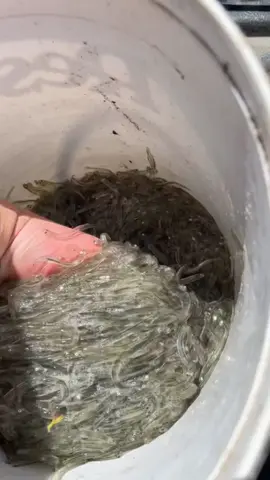 Bit of white gold 😮‍💨 #whitebaitingnz #nz #whitebait #fyp #fish #Outdoors 