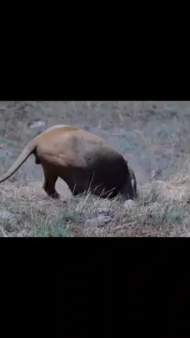 lions hunt wild boar#animal #wildanimals 