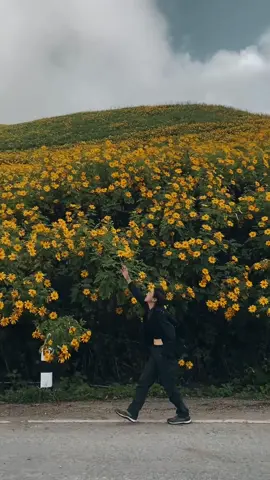 ทุ่งดอกบัวตองดอยแม่อูคอสวยอลังการมากจริงๆ ตอนนี้ดอกบาน 80% แล้วนะคะ🌼🍃 #ทุ่งดอกบัวตอง #แม่อูคอ #ขุนยวม #แม่ฮ่องสอน 