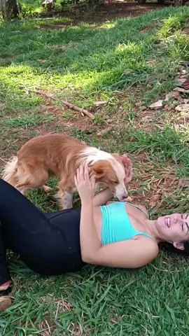 #cachorro #burdercollie #tiktok  #dogs #comedia #amor 