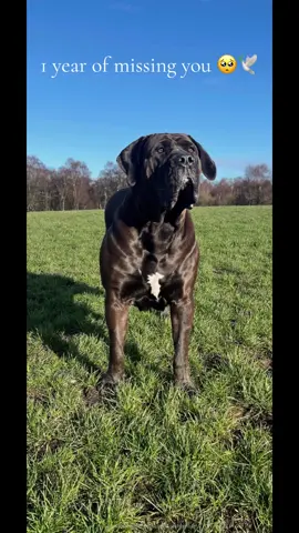 1 year without my best pal 💔🕊️ Will miss you always Marley 🫶🏾 #dogsoftiktok #boerboel #boerboelsoftiktok #bigdog #petloss #petgrief #dogcancer #viral #fyp #fypシ 