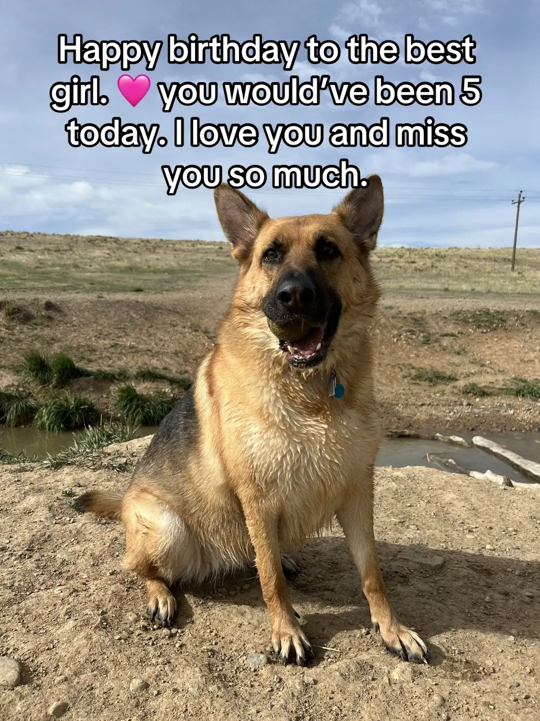 🖤🌈 #missyou #petloss #petlossgrief #happybirthday #happybirthdaysweetangel 