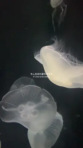 もし生まれ変わるなら⭐️#videodiary #kyoto #osaka #japan #princessjellyfish #jellyfish #aquarium 