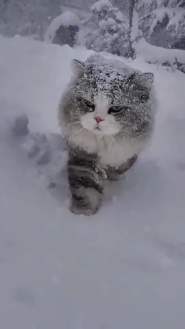The cat has begun to play with the snow #funnycat #petcute #play #snow #fyp 