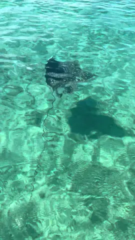 need florida weather to be nice so i can get back in the water #floridalife #ocean #oceanconservation #outerbanks #diving 