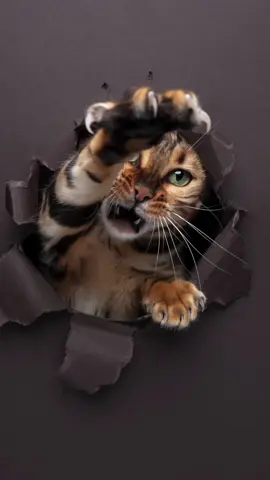 Try it with your cats. They gonna love it 📸😻 #furryfritz #catographer #cats #bengalcat #catphotoshoot #funnycats #cutecats 