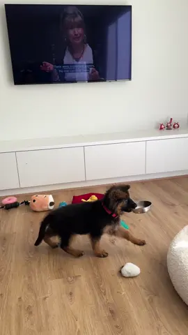 So much chaos in 1 video. She’s a German Shepherd dawg! #germanshepherddog #germanshepherdpuppy #puppytiktok #puppylove #puppydog 