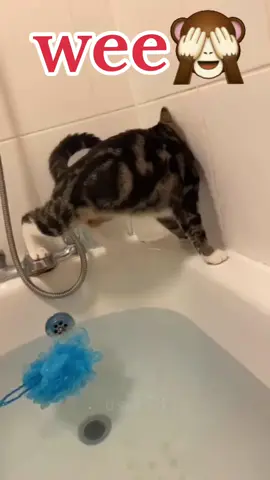 #cats #fanny #wee #moment #fannyvideo 