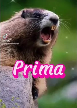 Marmota chamando 🤗 #marmotachamando #marmotagritando #marmota #chamando #gritando #nomes #prima #agoraemmuriae 