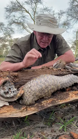 Pangolins are incredible and the only mammal with true scales! 😲🌍 . . . #nature #wildlife #southafrica #learning #ivancarter #conservation #pangolins #fyp