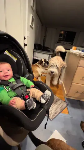 Gussy stole it!!!!!!!  #gardencitygus #gussywussy #favoritetoy #dog #baby #dogvsbaby #stberdoodle #saintberdoodle #3monthold #sneaky #thief 