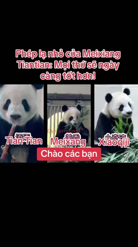 Phép lạ nhỏ của Meixiang Tiantian: Mọi thứ sẽ ngày càng tốt hơn! #dou爱小phépmàu #GiađìnhgấutrúckhổnglồMeiXiang #tieukytich #gautruc #panda #xiaoqiji 