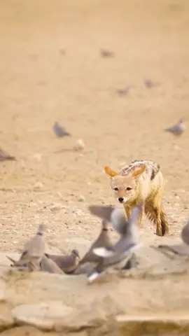 Jackal Hunting Pigeons. Buy LIFE IN THE WILD SERIES. Follow the link above 
