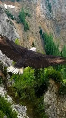The bald eagle has impressive eyesight, estimated to be about four times sharper than that of a human. This incredible vision allows them to spot prey from great distances while soaring high in the sky. #baldeagle