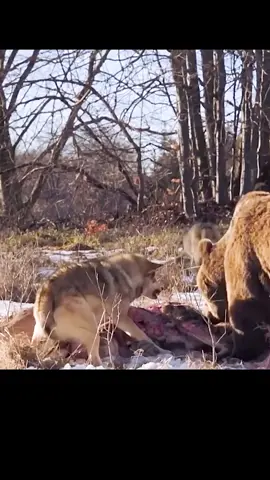 #tiktok #wolf and bear#animals 