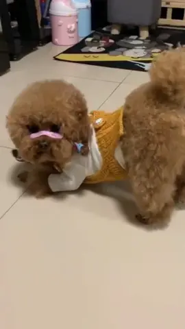 kiếp con sen phải đi chùi ít #cunyeu #dog #cute #pet #bunquystoc #thucung #poodle 