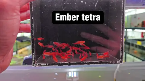 EMBER TETRA.  1 dòng cá bám đàn cực đẹp ae nhé. Màu sắc đỏ . chỉ 16k/1 ____________________ SFish Aquarium địa chỉ : số 60 Phạm Thị Trân - Bình Hàn - Thành phố Hải Dương. 0974870134( sdt + zalo)#sfish 