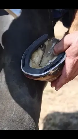 Hoof trimming session #farriersoftiktok #horseshoes #asmrsounds #animallovers