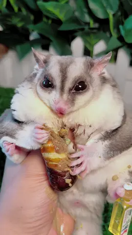 Cutest thing I've ever seen..