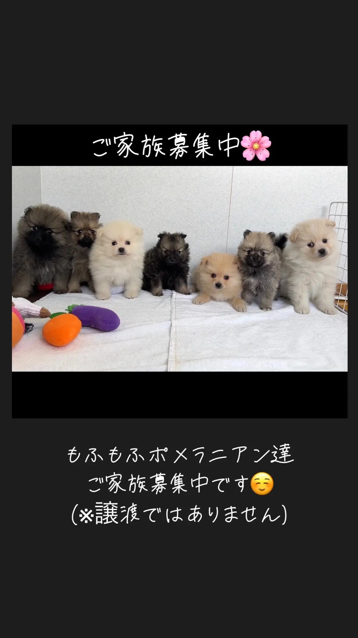 【🏠👨‍👩‍👦募集中🌸】もふもふポメラニアンたち🐶かわいい集合写真📸💕 #ポメラニアンの #集合写真 #もふもふしたい #癒し効果絶大 #ポメラニアンブリーダー #ポメラニアン男の子 #ポメラニアン女の子 #ポメラニアンパピー #ポメラニアン子犬 #ポメラニアン多頭飼い #ポメラニアン兄弟 #ポメラニアン兄妹 #犬のいる生活 