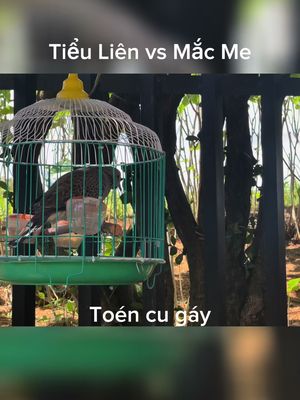 Tiểu Liên vs Mắc Me. Một con thay lông, 1 con bồ cắt mơi chụp #cugay #cugayboi #toencugay 