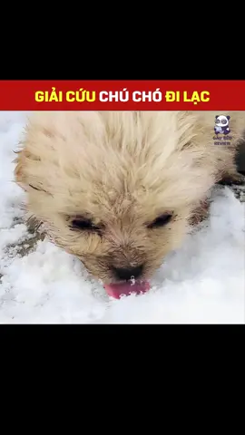 Chú chó đi lạc phải ăn bông tuyết và run rẩy vì lạnh #xuhuong #dongvat #thucung #chó #cúncon 