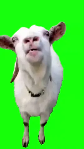 Goat Sticking Out Tongue Green Screen #greenscreen #greenscreenvideo #meme #memes #fyp #fy #fypage